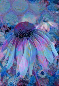 锥花
